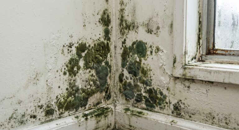 Green Mold on Walls: Is It Dangerous?