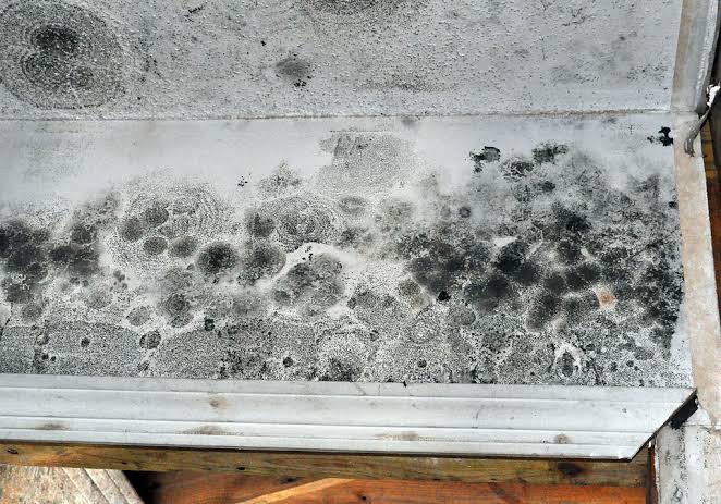 Black Mold vs. Regular Mold: How to Tell the Difference