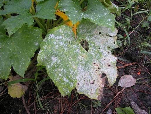 Mold vs. Mildew: Key Differences and Why They Matter